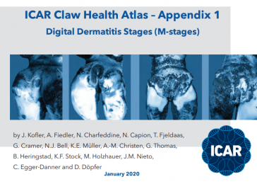 Fazy Dermatitis digitalis – temat rozszerzenia atlasu ICAR