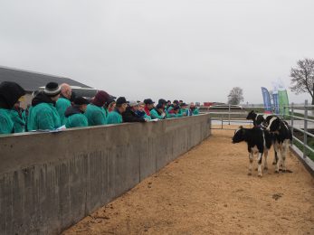 Optymalizuj pracę hodowlaną w stadzie bydła mlecznego