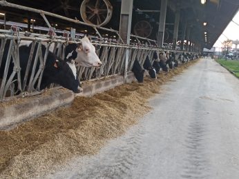 O ocenie wartości hodowlanej podczas warsztatów Interbull